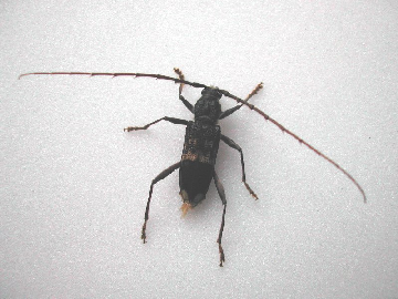 Phoracantha semipunctata (Coleoptera, Cerambycidae)