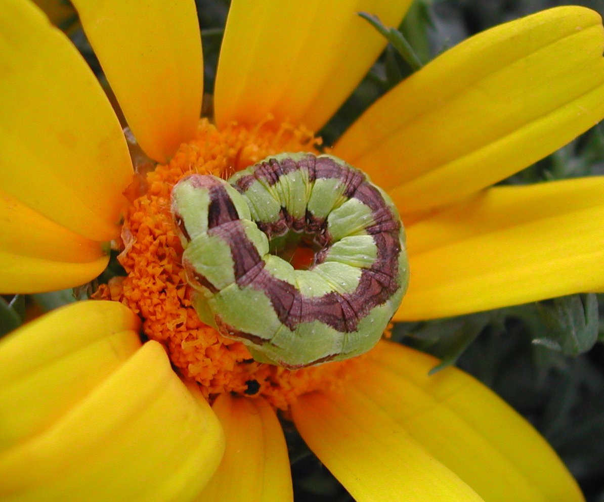 Bruco di Cucullia calendulae