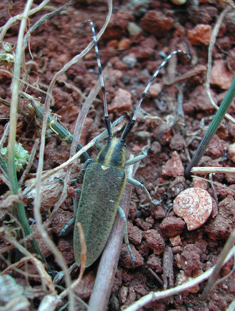 Agapanthia asphodeli (Coleoptera, Cerambycidae)