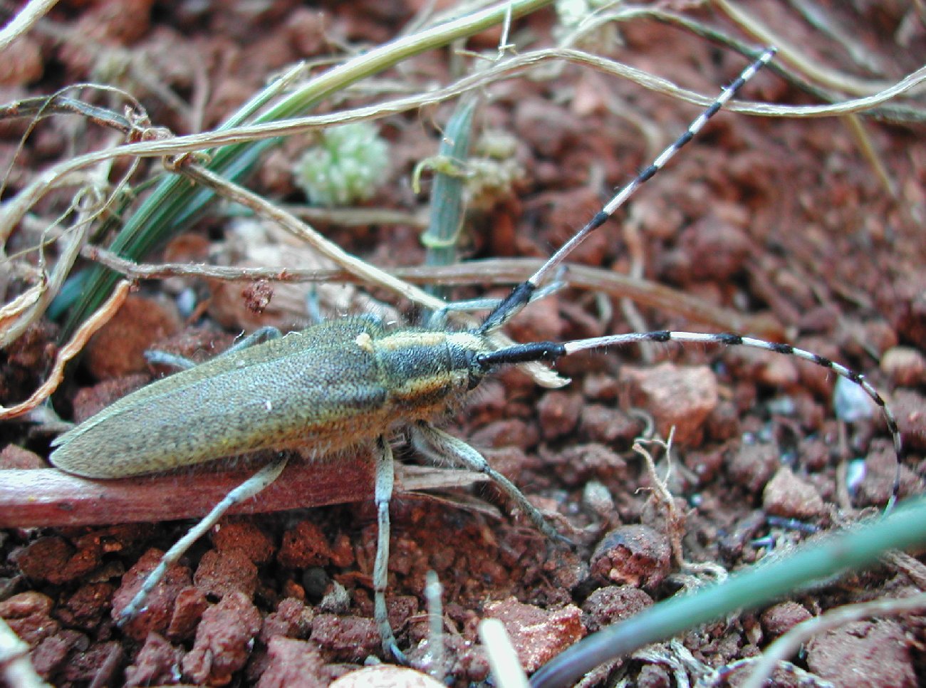Agapanthia asphodeli (Coleoptera, Cerambycidae)