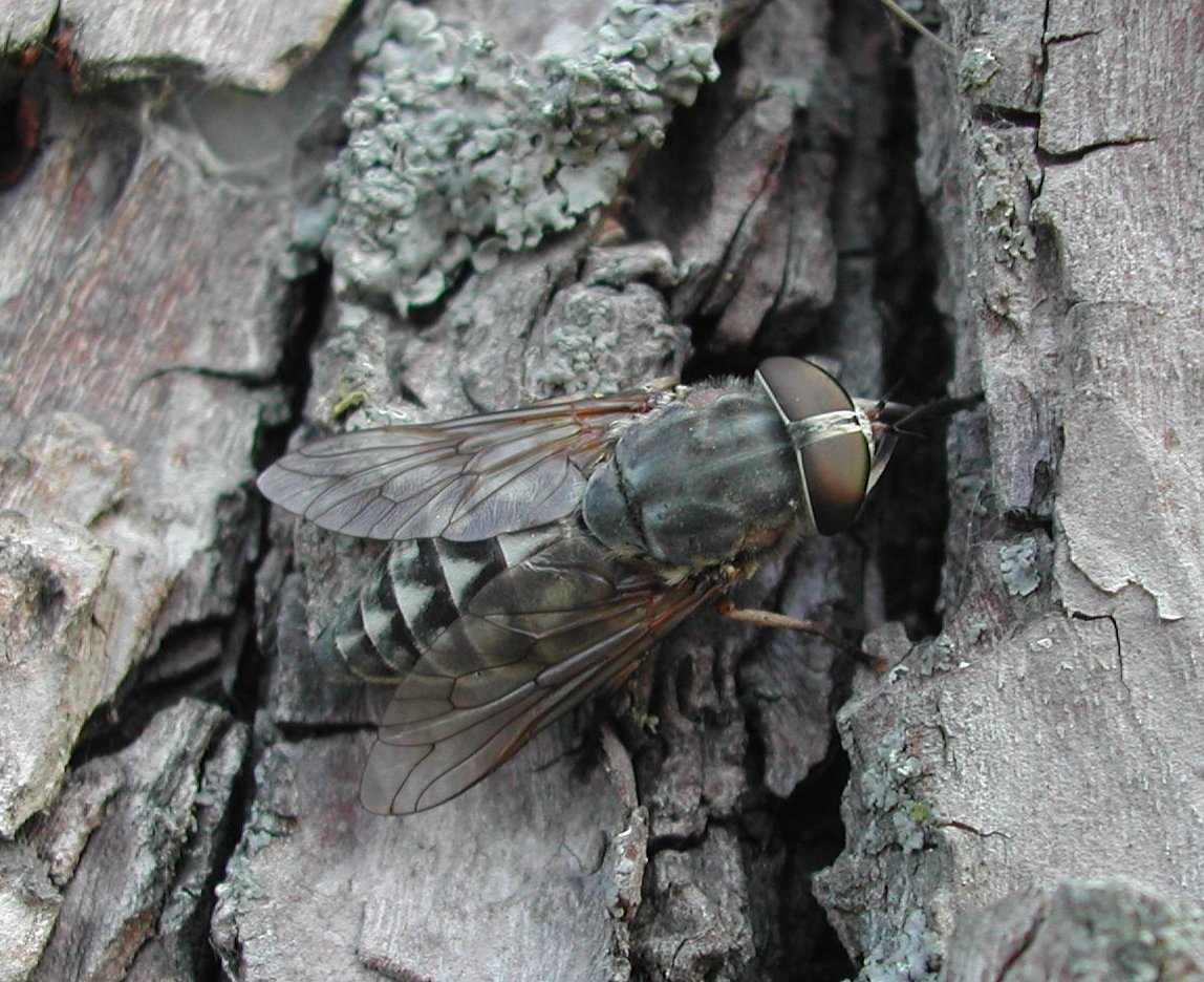 Diptera da identificare