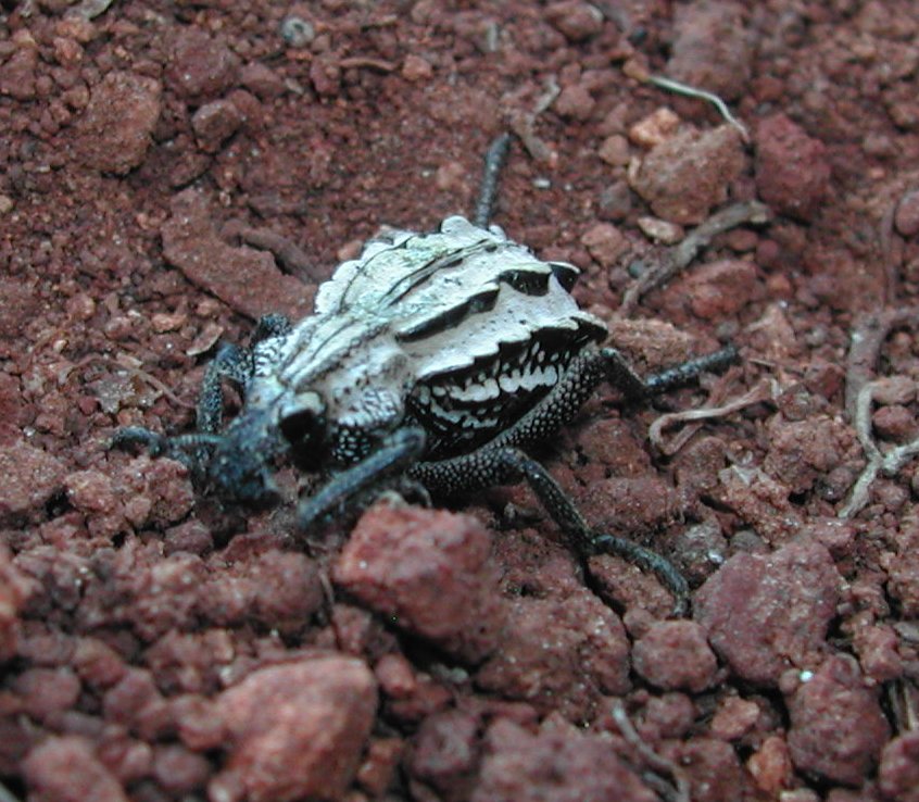 Brachycerus albidentatus di Malta