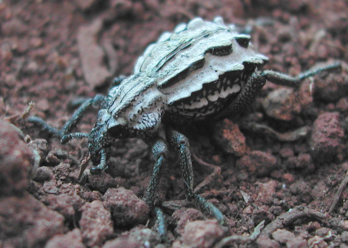 Brachycerus albidentatus di Malta