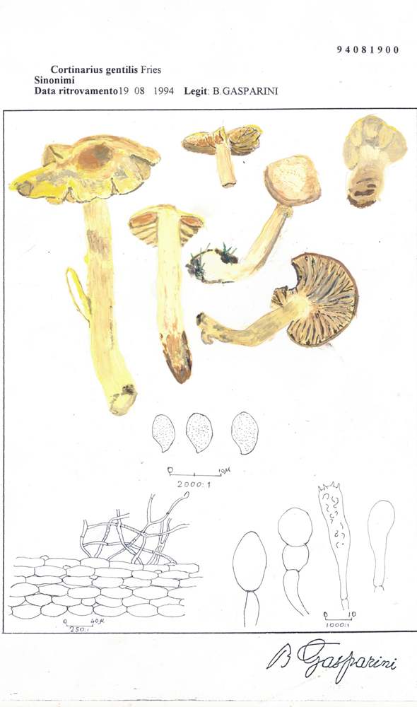 microscopio