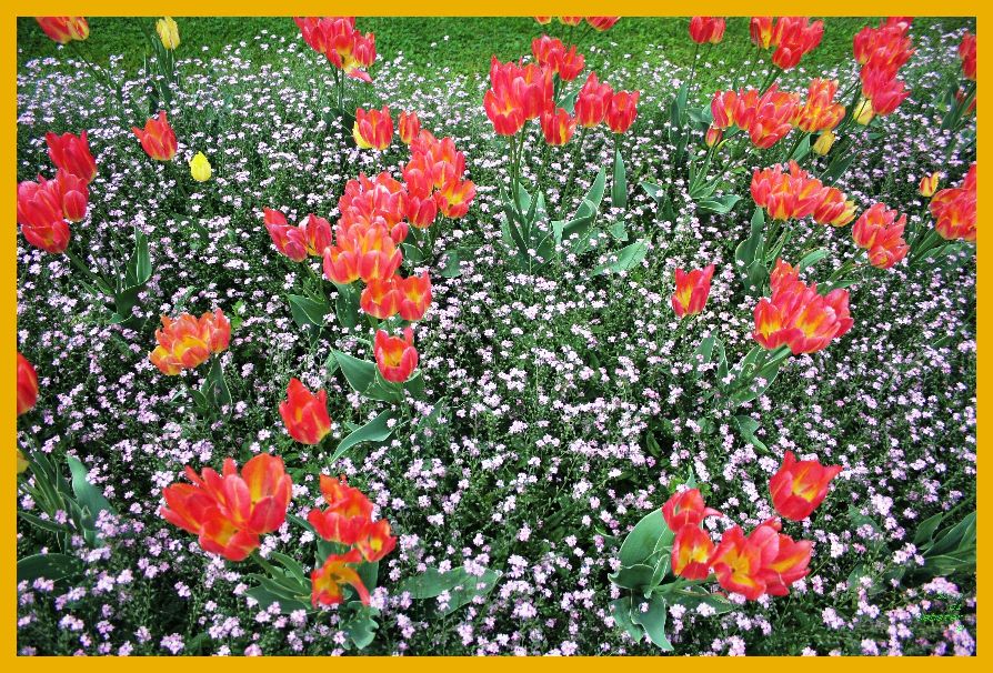 fiori