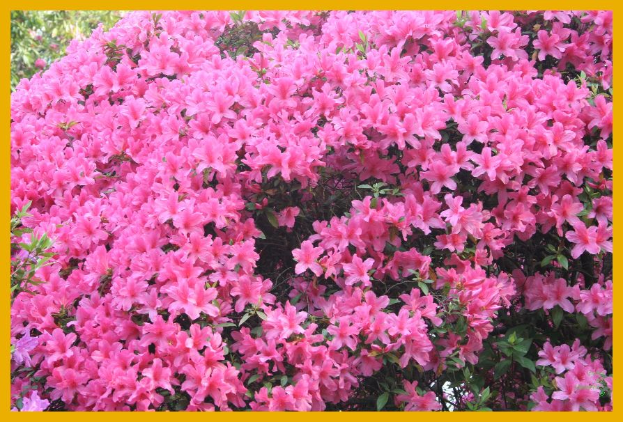 fiori