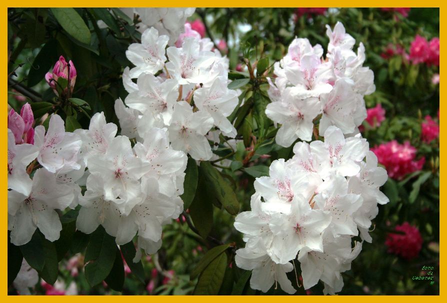 fiori