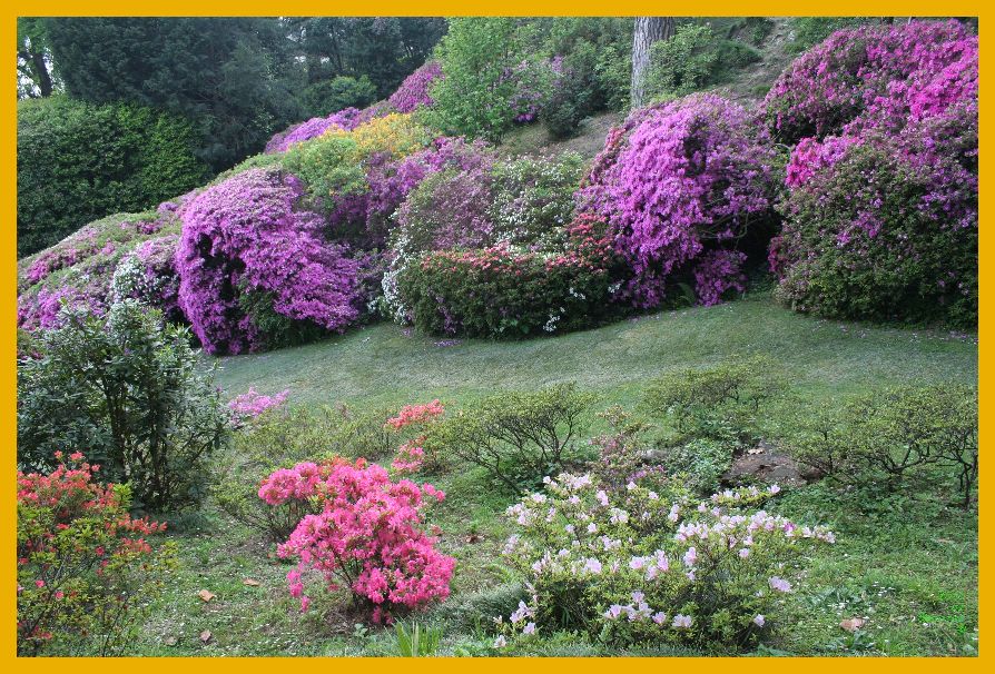 fiori