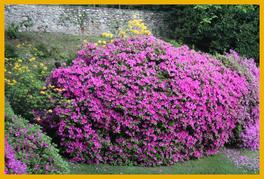 fiori