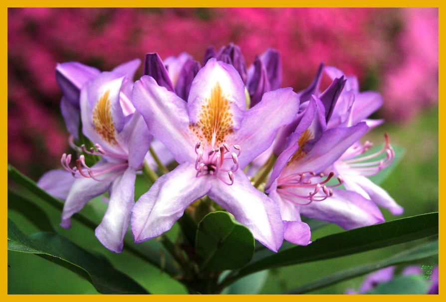 fiori