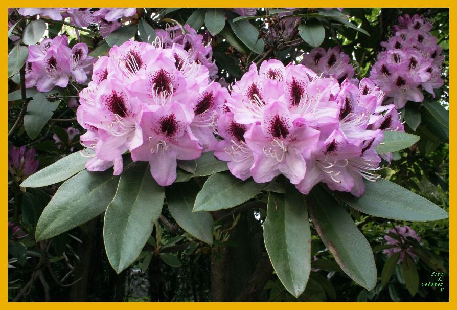 fiori