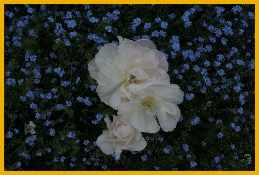 fiori