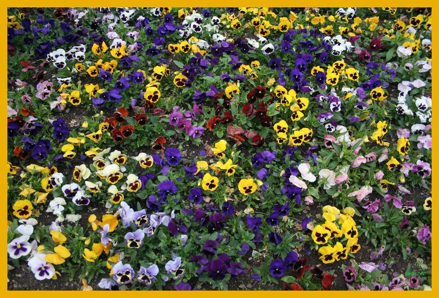 fiori