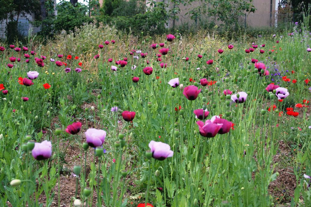 fiori
