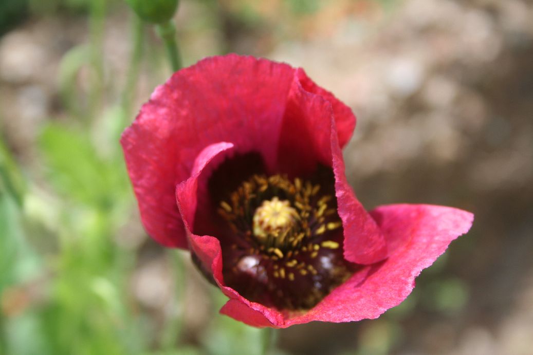 fiori