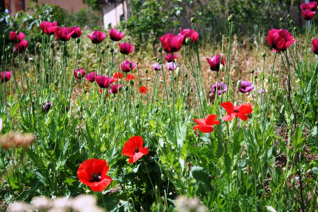 fiori