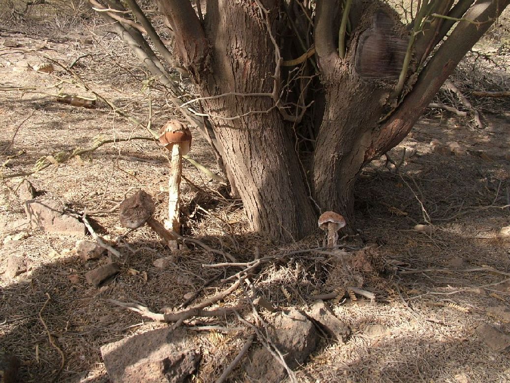 Funghi a Capoverde