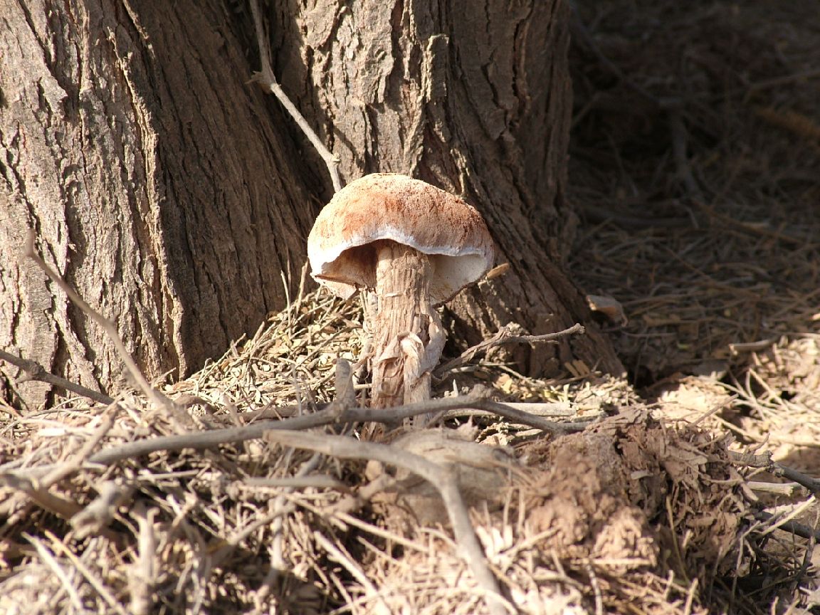 Funghi a Capoverde