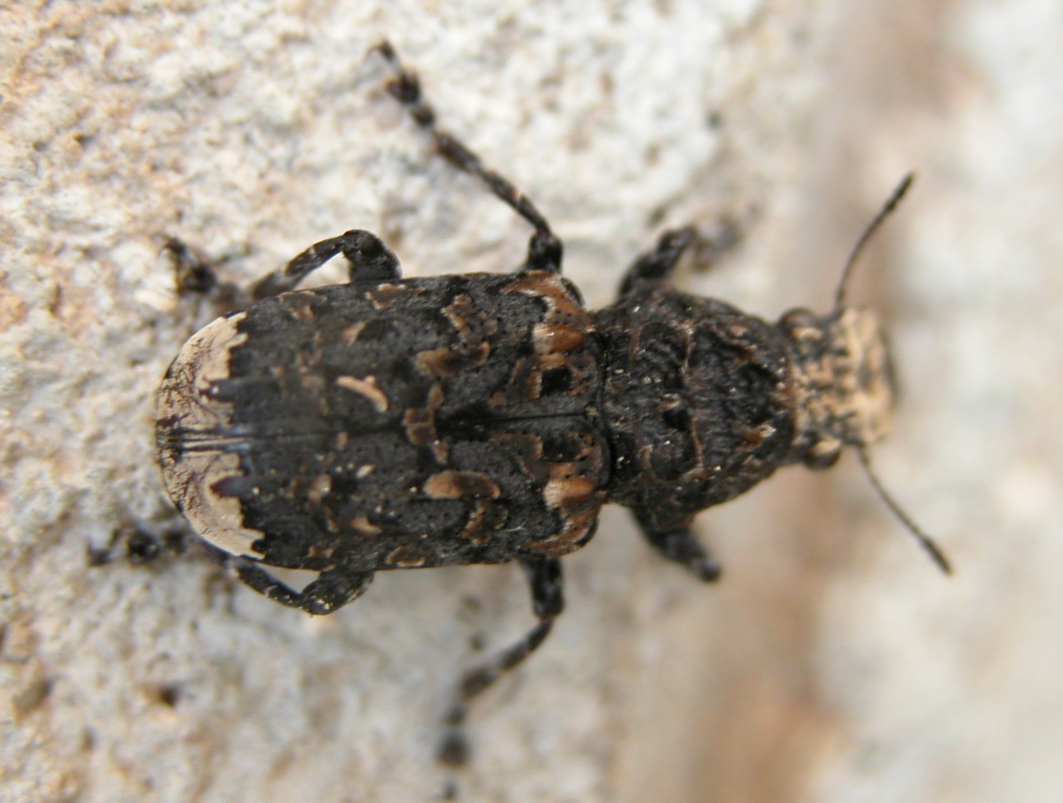 Platyrhinus resinosus in Sicilia (Col., Anthribidae)