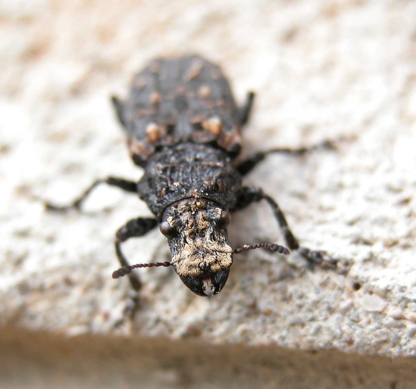 Platyrhinus resinosus in Sicilia (Col., Anthribidae)