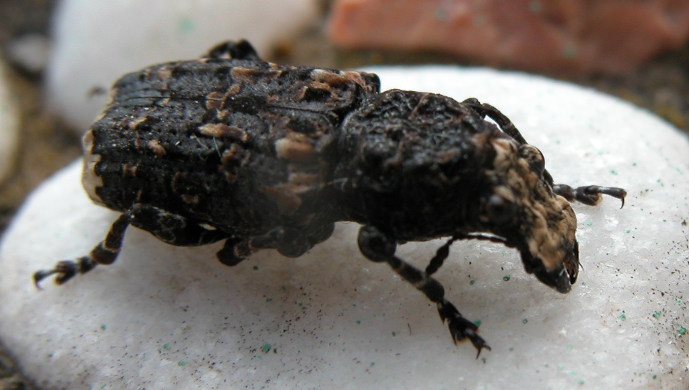 Platyrhinus resinosus in Sicilia (Col., Anthribidae)