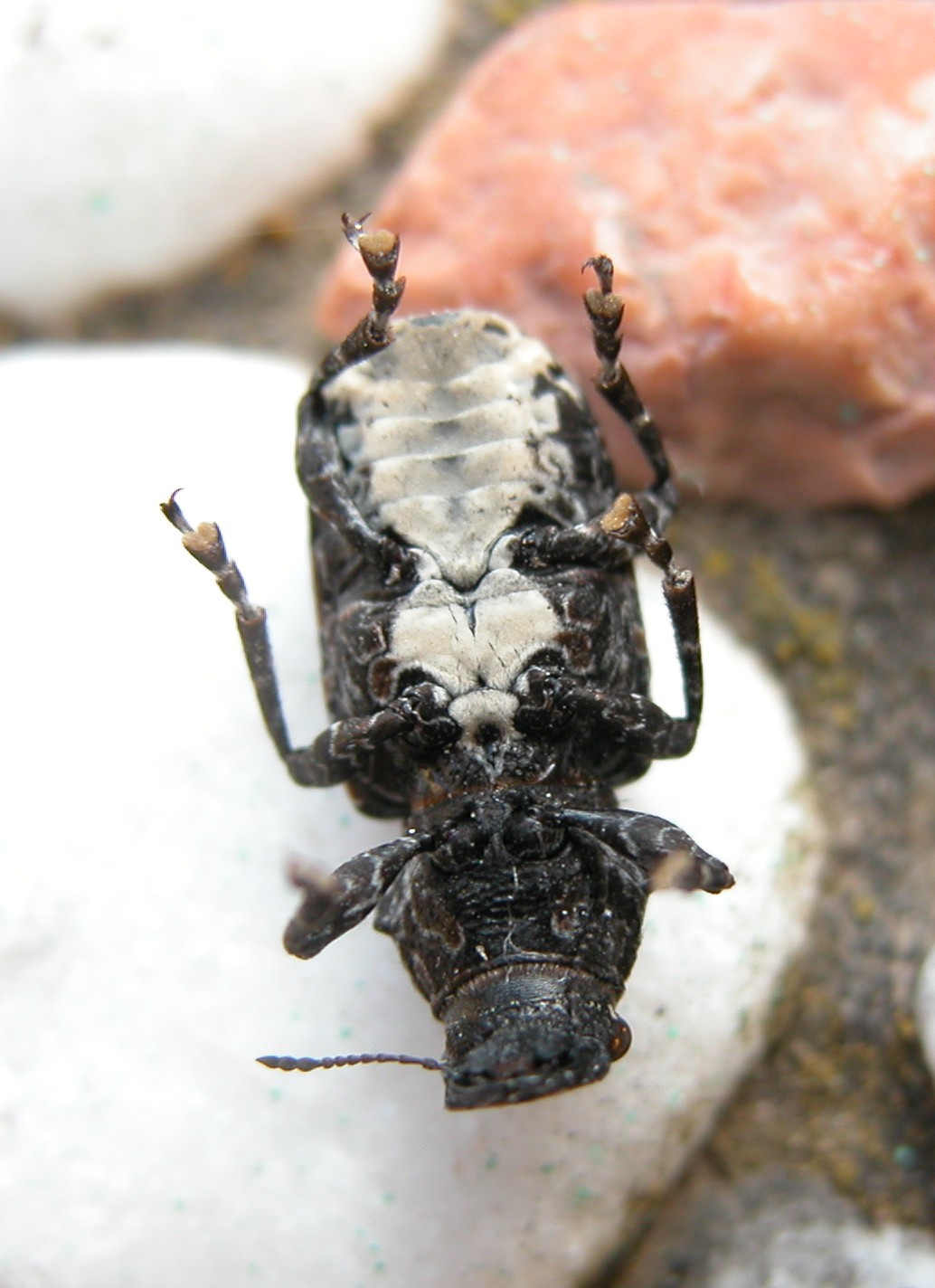 Platyrhinus resinosus in Sicilia (Col., Anthribidae)