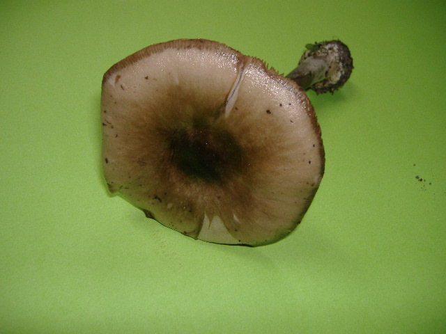 Fungo di citta''