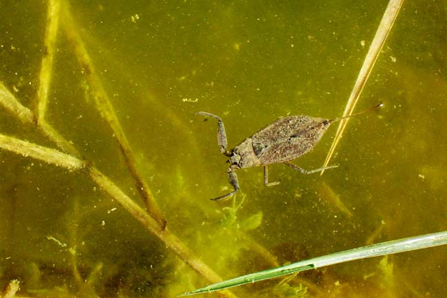 Nepa cinerea  Scorpione d''acqua