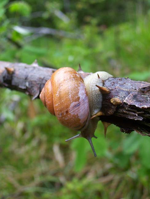 Cepaea nemoralis