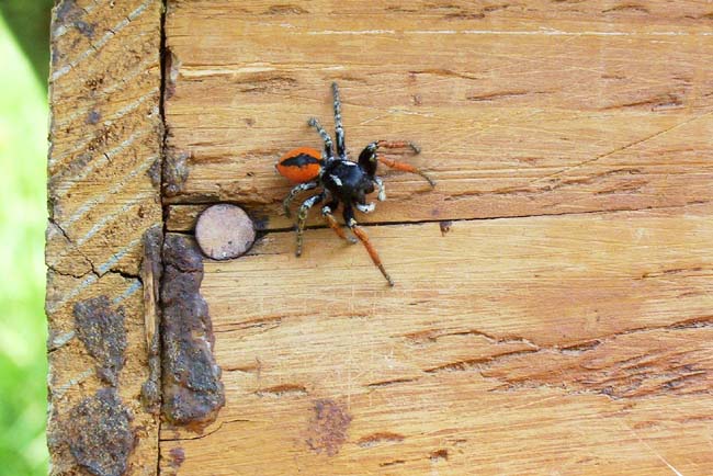 Philaeus chrysops