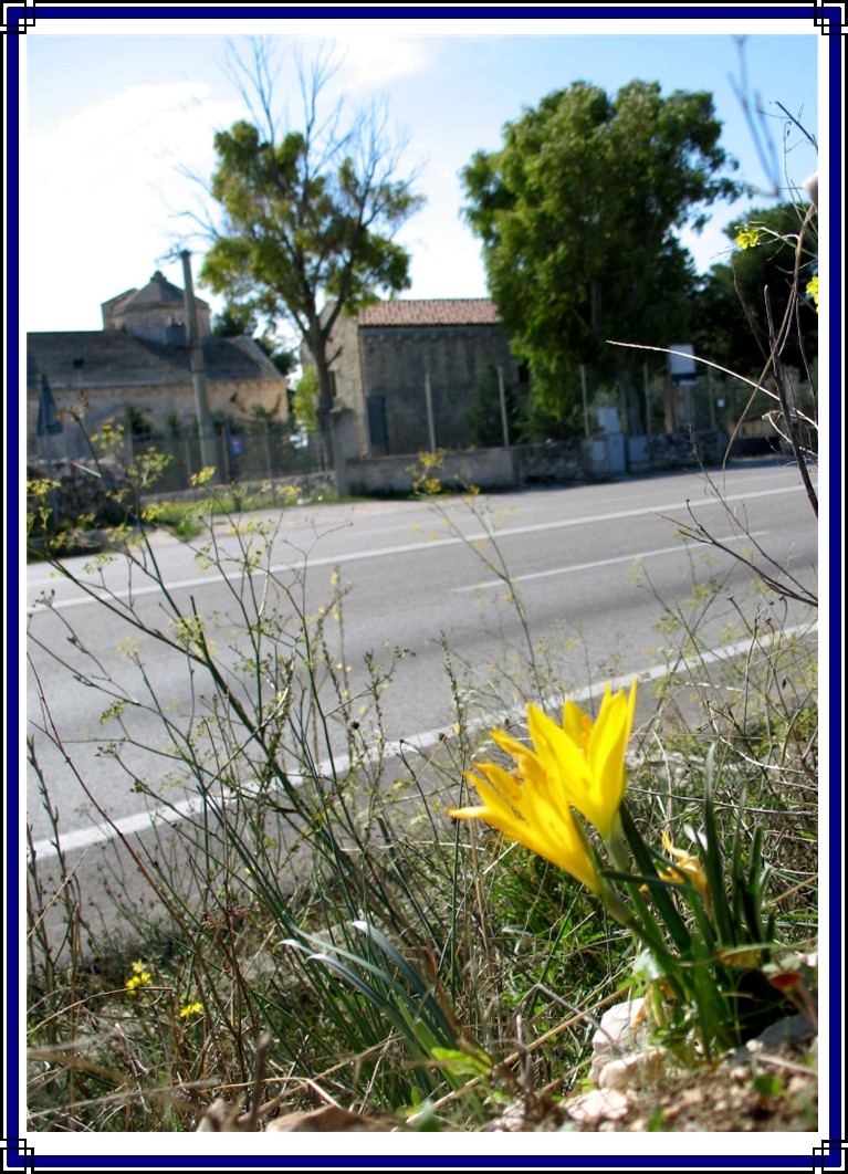 Sternbergia lutea / Zafferanastro giallo