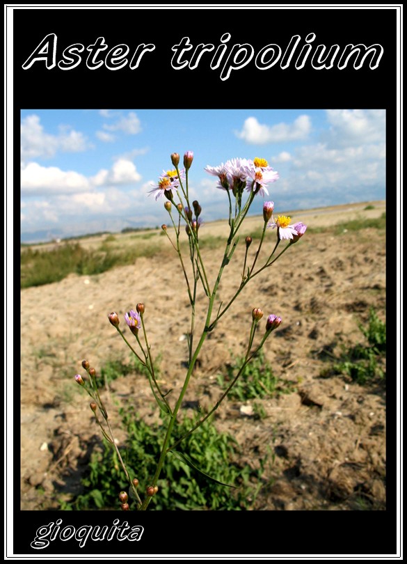 Galatella tripolium (=Aster tripolium) / Astro marino