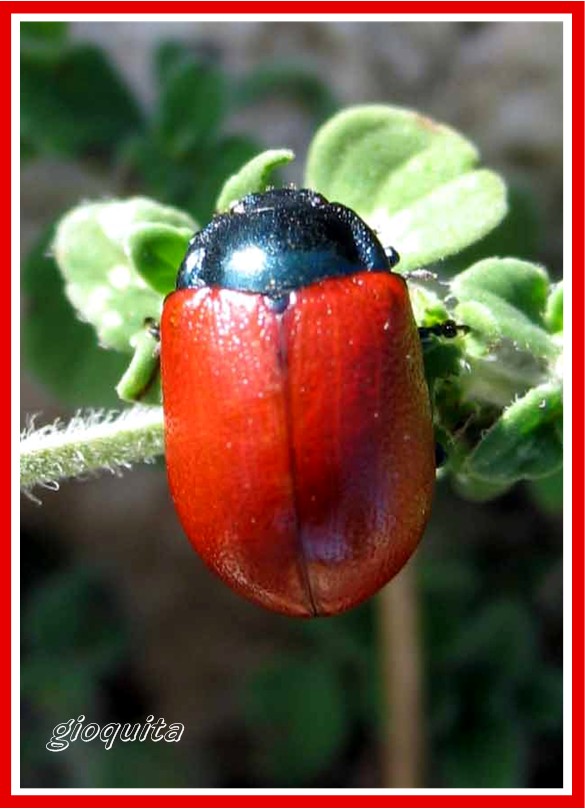 Chrysolina grossa