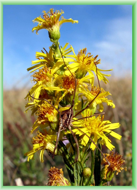 Inula viscosa / Enula cepittoni