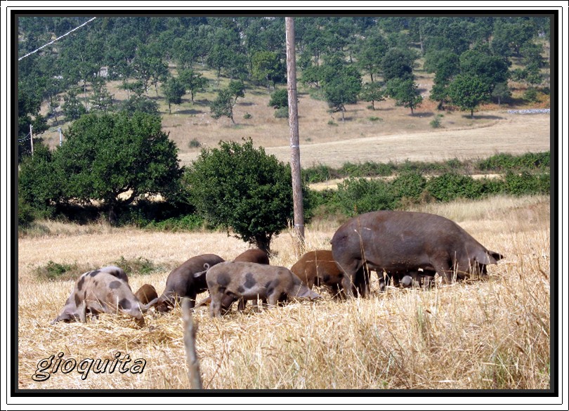 Animali al pascolo