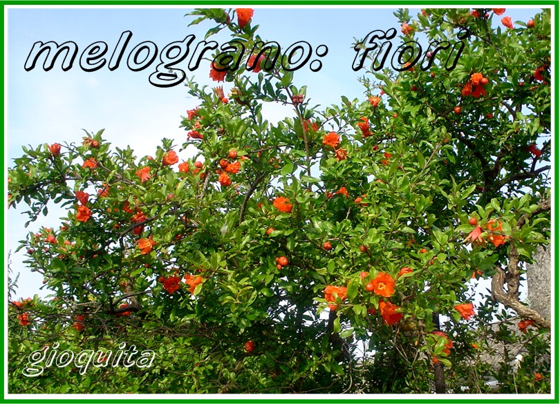 Punica granatum  / Melograno