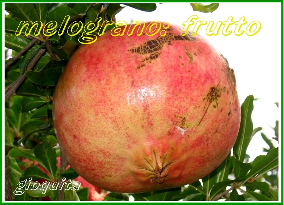 Punica granatum  / Melograno
