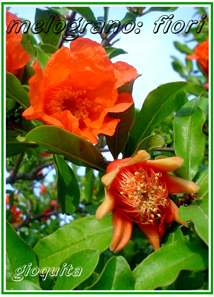 Punica granatum  / Melograno