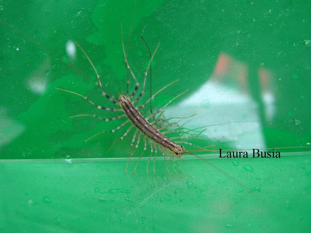 Scutigera coleoptrata (Chilopoda, Scutigeridae)