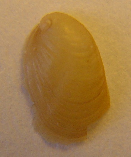 Berthella sp.