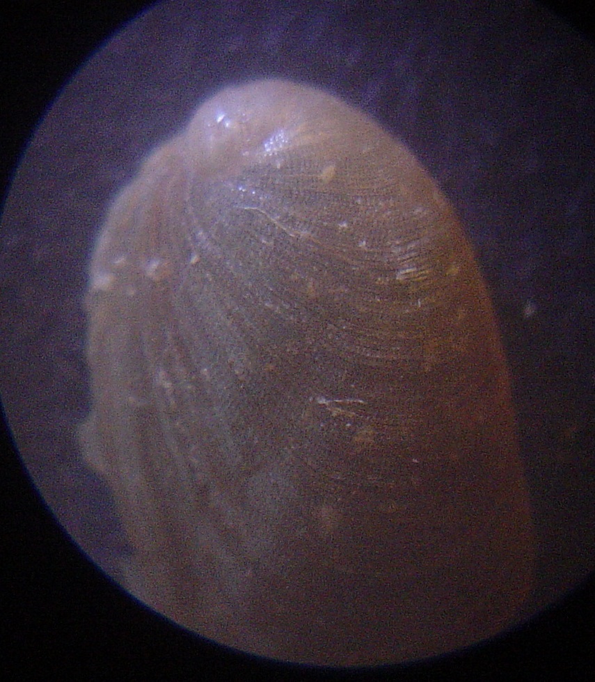 Berthella sp.