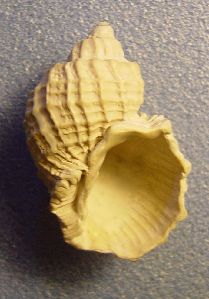 Cancellariidae (fossile) a Calambrone