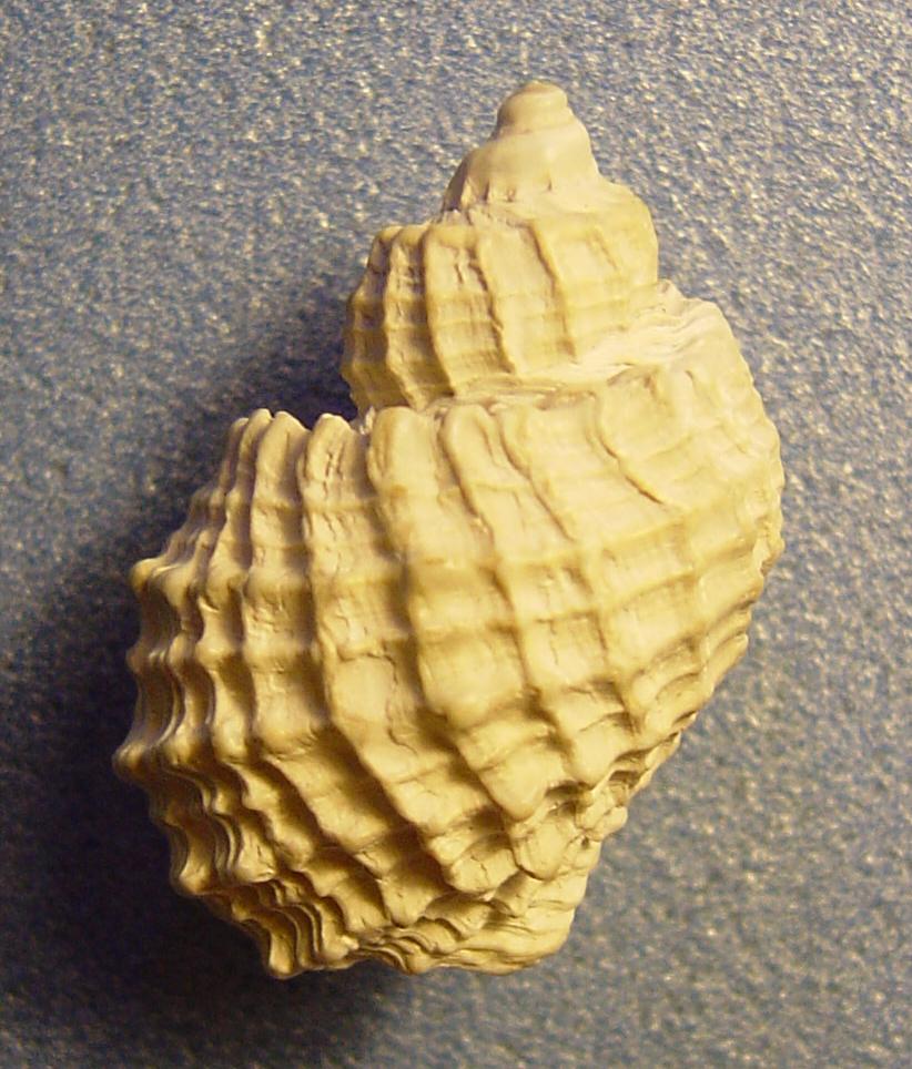 Cancellariidae (fossile) a Calambrone
