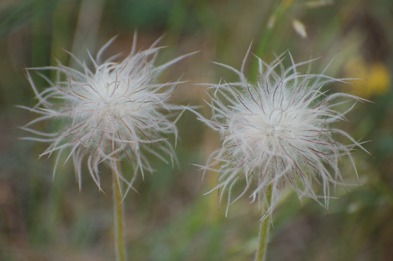 Dictamnus albus / Limonella