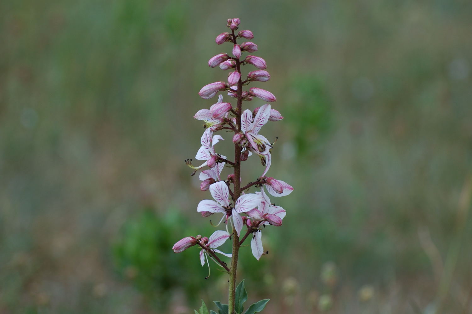 Dictamnus albus / Limonella