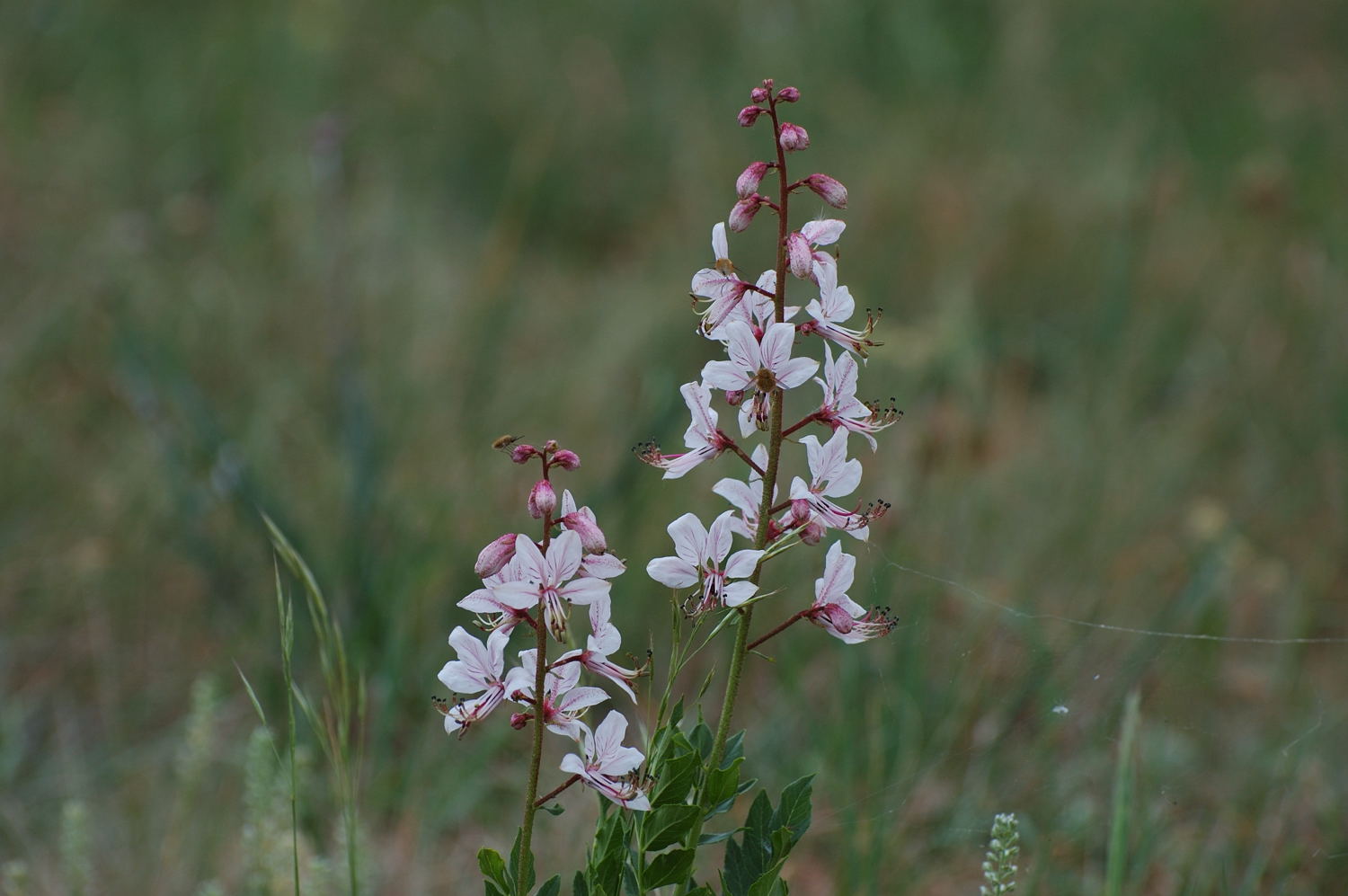 Dictamnus albus / Limonella