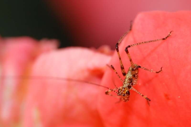 Neanide di Tettigonidae