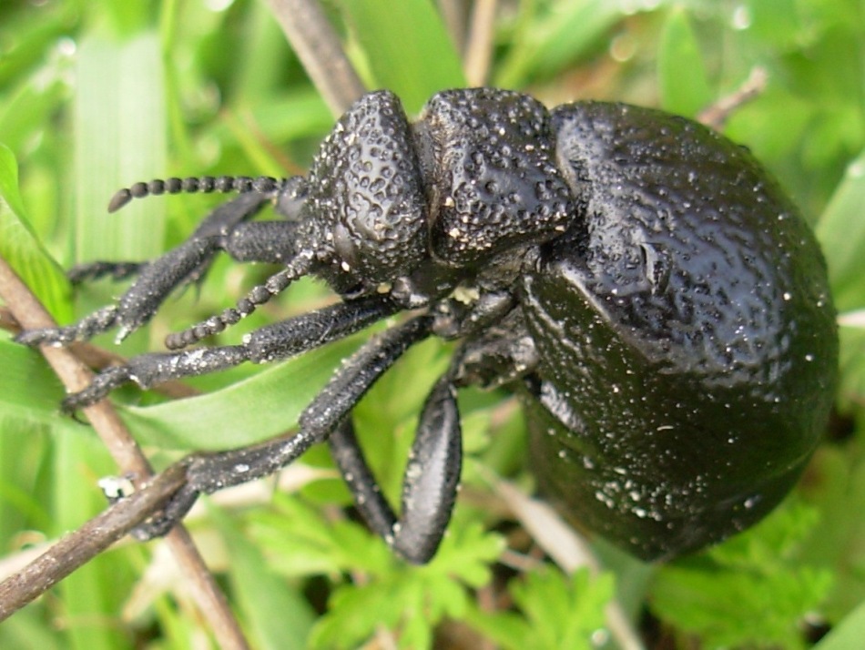 Una femmina di Meloe tuccius corrosus (Coleoptera, Meloidae)