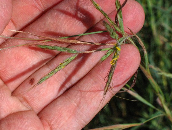 Hyparrhenia hirta / Barboncino mediterraneo