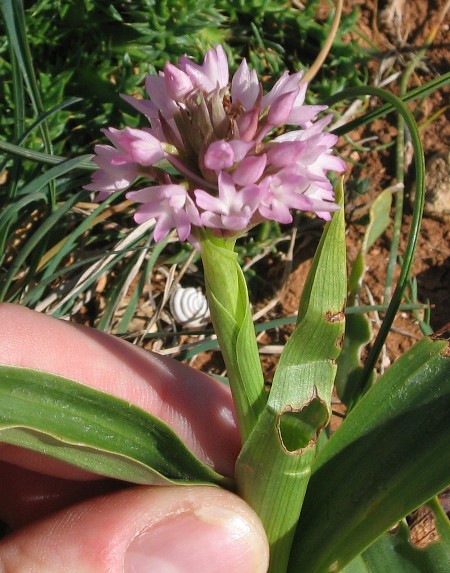 Anacamptis urvilleana